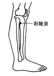 图2-6-1阳陵泉 图2-6-1阳陵泉