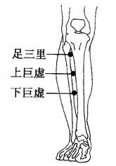 图2-14-1足三里、上巨虚、下巨虚 图2-14-1足三里、上巨虚、下巨虚