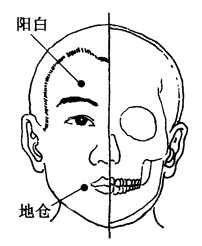 图2-20-3阳白、地仓 图2-20-3阳白、地仓