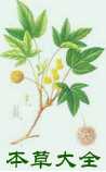 中医本草