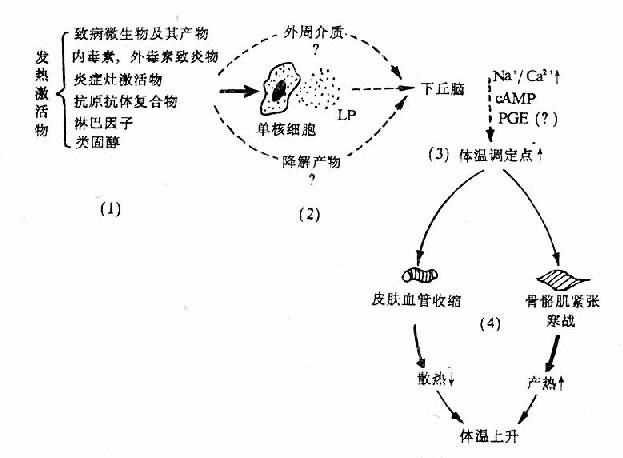 发热发病学基本环节示意图
