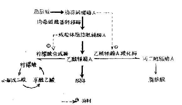 糖尿病时酮体生成增多的机制