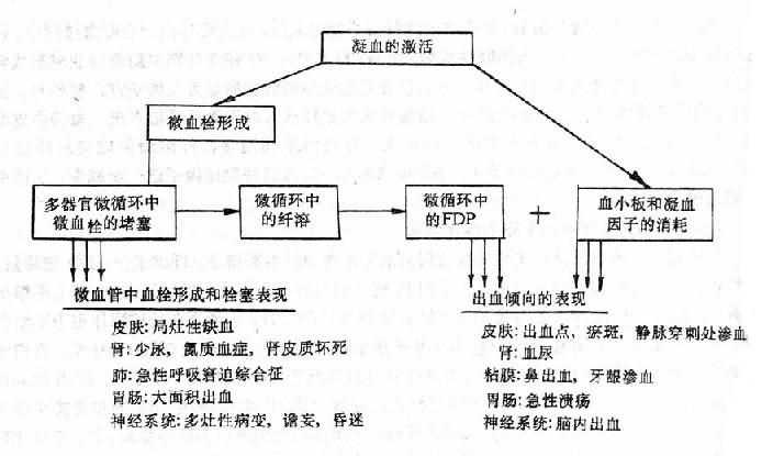 DIC的主要临床表现及其机制