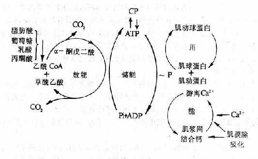 心肌能量代谢