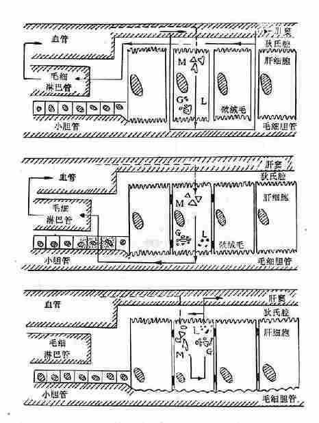 结合型胆红素返流入血机理