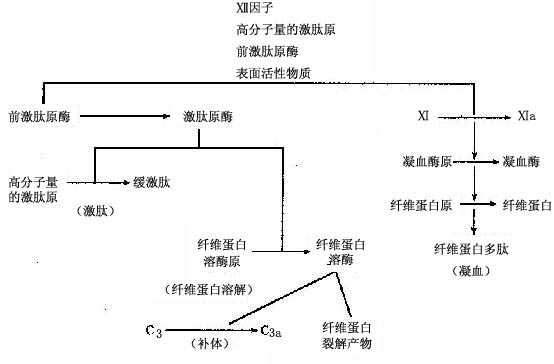 激肽、凝血、纤维蛋白溶解及补体的相互作用