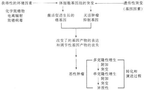 肿瘤的病因和发病机制模式图(采自Kumar,稍改)