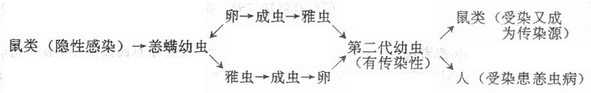 恙、螨幼虫传播恙虫病示意图