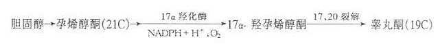 睾丸酮的合成