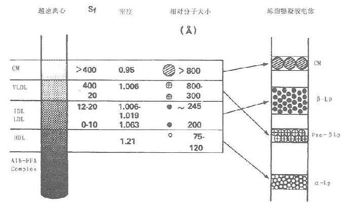 超速离心法与电泳法分离血浆脂蛋白相应名称