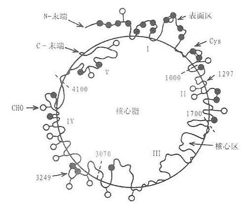 ApoB100结构图