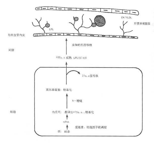 LPL的合成