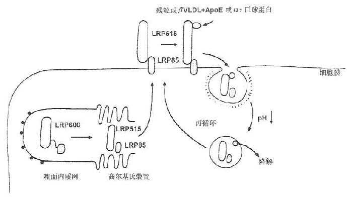 LDL受体蛋白(LRP)的结构与代谢