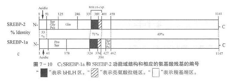 B:SREBP-2和SREBP-1a的bHLH区(粗横线所示)的比较