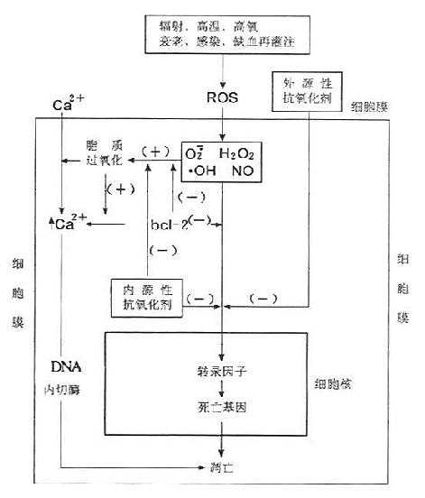 氧化诱导细胞凋亡的机制及其调节