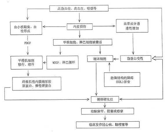 动脉粥样硬化的发病机制(假说)