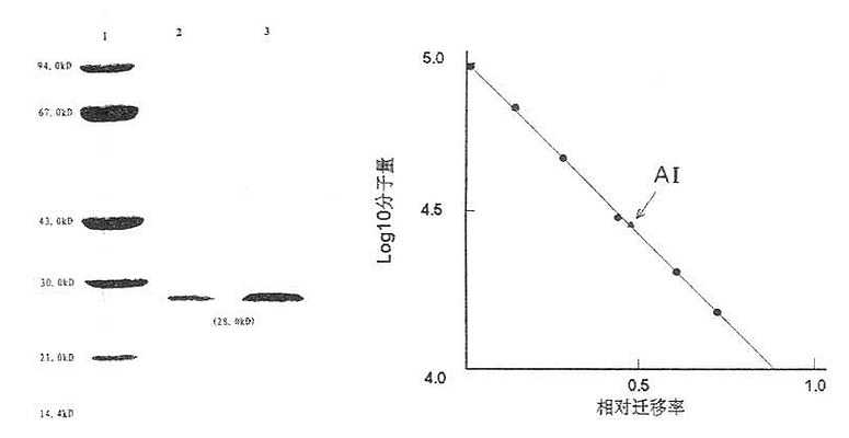 人ApoAⅠ分子量测定图(SDS-PAGE)