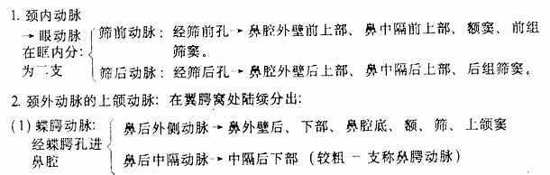鼻中动脉行径分布