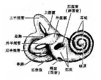 骨迷路(右)