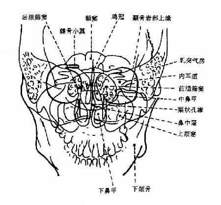 鼻额位