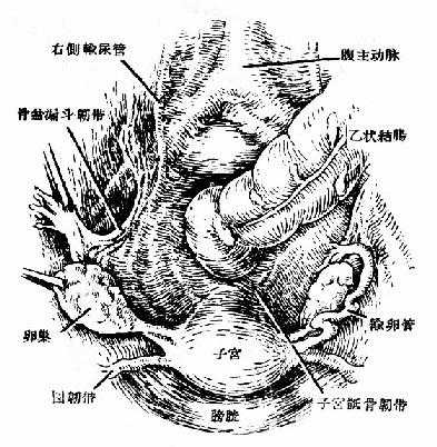 女性盆腔上面观