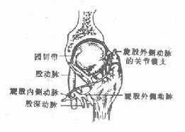 股骨头的血液供应
