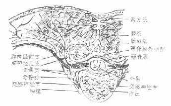 经过第4胸椎横切面,表示脊神经后支的分布
