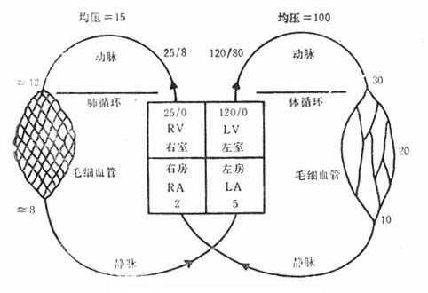 肺循环内的压力