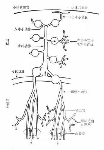 肾脏微循环结构