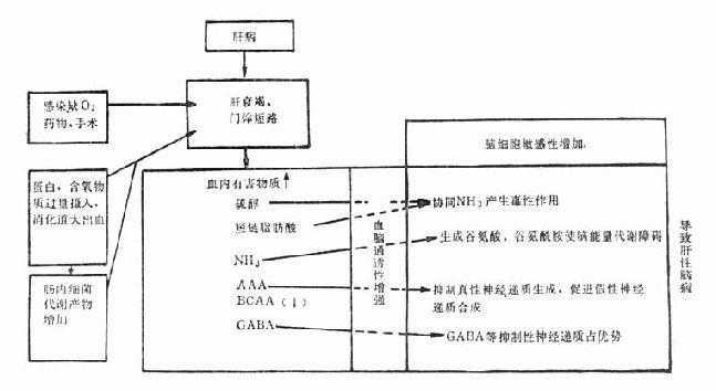 肝性脑病的发病机制