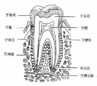 牙齿由牙釉质、牙本质、牙骨质和牙髓四部分组成