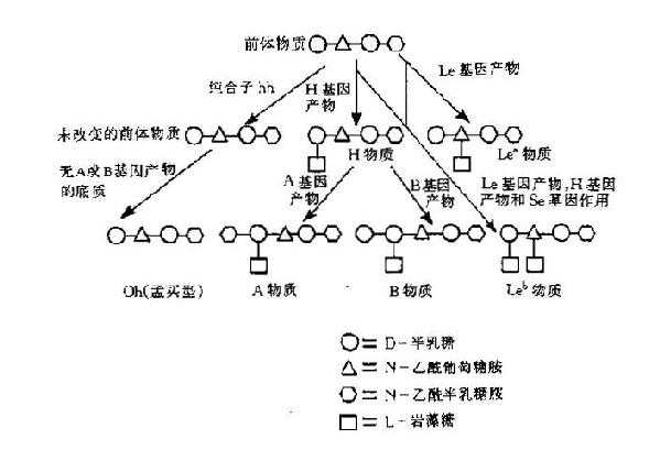 H,A,B及Lewis抗原形成示意图
