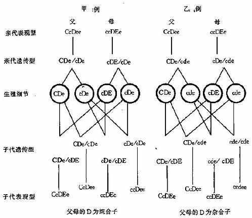 Rh血型遗传举例