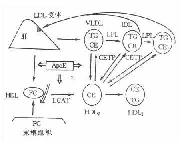 胆固醇逆转运系统