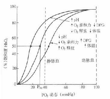 正常人血红蛋白氧解离曲线
