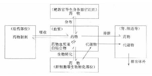 药物体内过程及其与血浆中药物的关系示意图