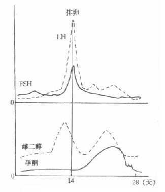 月经周期中有关雌性激素变化示意图