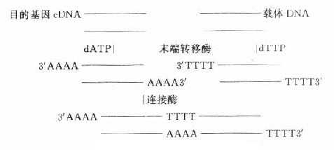 基因重组方案之一