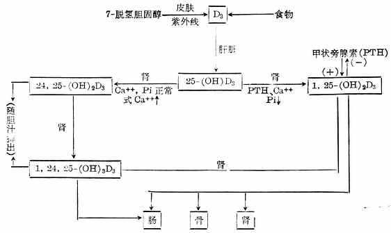 维生素D的代谢及其作用的靶组织示意图 