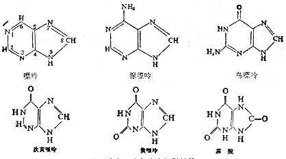 嘌呤碱的化学结构 