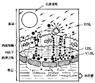 损伤反应学说略图 