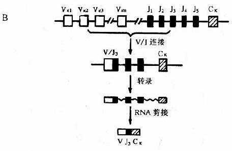 Ig轻链基因及其重组