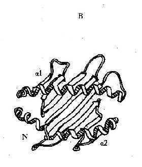 HLAⅠ类分子多肽折迭立体结构示意图