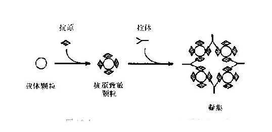 (正向)间接凝集反应原理示意图
