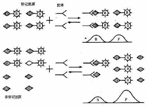 放射免疫分析原理示意图