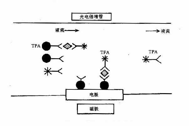 ECLI中的ECL反应