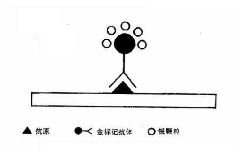 免疫金银染色原理示意图