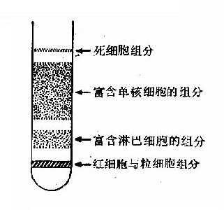 连续密度梯度离心法分离单个核细胞中各细胞成分的分布示意图