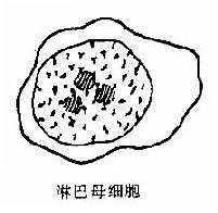 淋巴细胞转化的形态特征