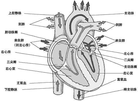 心脏正常血流方向